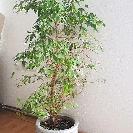 Ostanak kod kuće Homestay